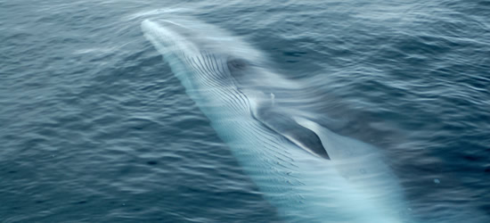 La bella balena di Minke