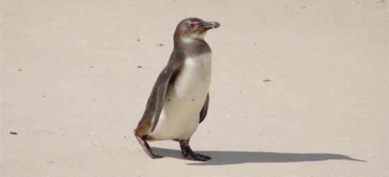 Pinguini del Sudafrica