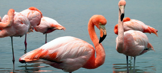 Pink Flamingos, Isola di Floreana