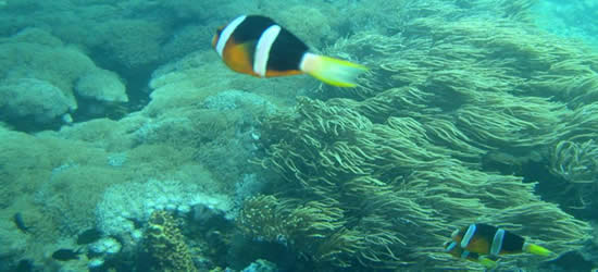 Pesce Anemone