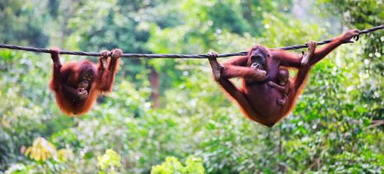 Adorible Orangutan