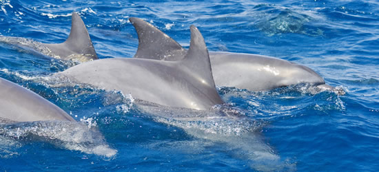 Branco di delfini, Zanzibar