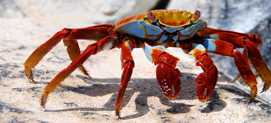 Granchio di Sally Lightfoot, Isole Galapagos